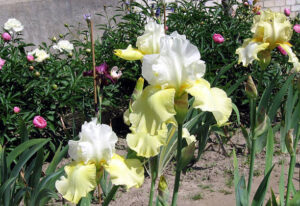 Iris Flowers - Wedding Candles growing in a garden