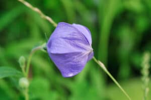 Selective focus of a Platycodon Grandiflorus flower in purple. Also know as the balloon flower