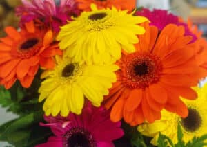 Close up of bright yellow, orange, and pink gerbera transvaal daisies