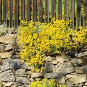 Alyssum saxatile (Also known as Basket of Gold) growing on a rock wall.