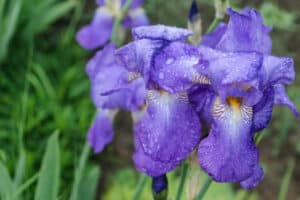 Beautiful garden flowers bearded iris. Flowers of purple irises after the rain. Water drops on the petals of beautiful irises closeup