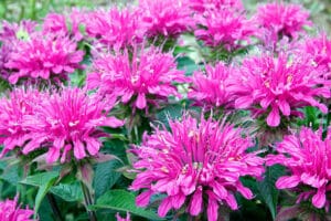 Close up of the purple flower known as Bee balm in a garden