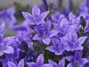 Purple Earleaf Bellflower with drop of water