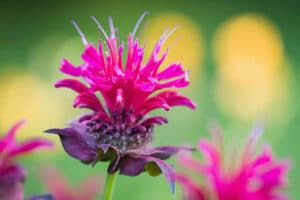 Close-up shot of the Blooming Bee Balm (Monarda) in a flower garden.