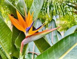 Horizontal landscape close up of flowering bird of paradise plant with orange and purple petals against vibrant green leaves in sun tropical garden in BangalowByron Bay area Australia