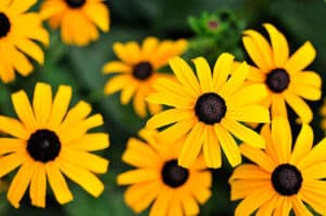 Top view of popular Black Eyed Susans.