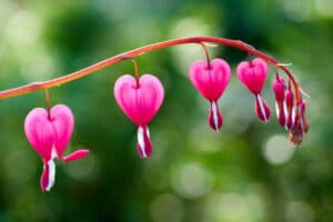 Close up of a cluster of bleeding hearts growing in the spring.Dicentra spectabilis in the garden