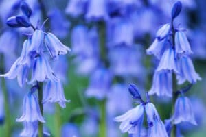 Blue bell flowers