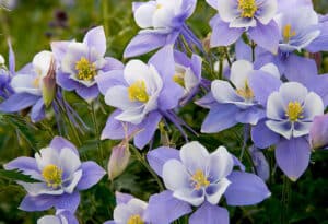 Colorado Columbine Wildflowers