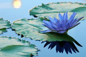 Beautiful blue water lily in a pond