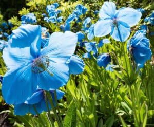 Closeup of garden scene with Himalayan Blue Poppies in flower.