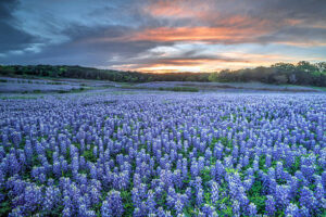 A massive field of bluebonnets in bloom with a sunset in the background.