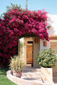 Magnificent Bougainvillea in full bloom surrounds the entrance into a South Western style home.