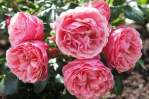 Pink roses flowers in garden