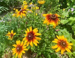 Horizontal garden bed of colorful orange yellow and black centred ‘Black Eyed Susan’ or Rudbeckia Gloriosa Daisies growing wild in country summer garden