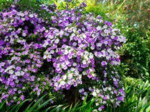 Flowering Brunfelsia latifolia nightshade shrub with purple and white flowers