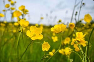 Yellow Buttercups growing in a field.