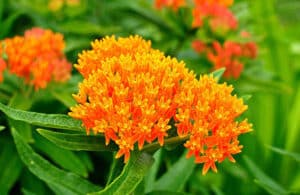 Orange Butterfly Weed (Asclepias tuberosa) Milkweed Wildflower, Close-up