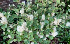 Buttonbush plant growing in a garden