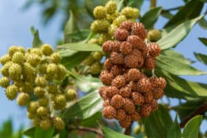 fast growing Button mangrove or Conocarpus erectus tree with lots of fresh and healthy green leaves and seeds