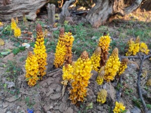 A broomrape Cistanche Cistanche Deserticola Extract Cistanche Tubulosa Broomrape Parasitic Plants Cistanche Salsa Chinese Medicine Parasitic Broomrape