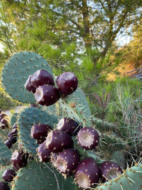 Purple Barbary Figs on a green Cactus 