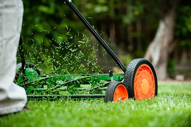 Grass clippings go flying out of a cylinder style lawn mower.