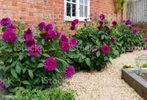 Purple Dahlia flowers growing in a border of a garden