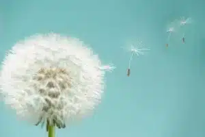 Dandelion seeds flying away in the breeze