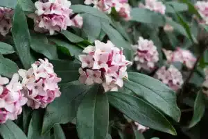 Pinkish white Daphne flowers with green leaves.