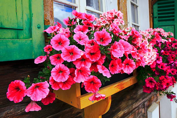 Colorful Bright flowers, rustic balcony flowerbed,