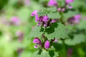 wild pink flowering purple dead-nettle flowers in bloom