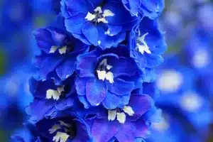 Close up of blue delphinium flowers with blurred background