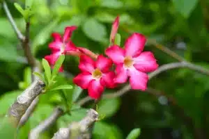 Close up of the pink flower on a Desert Rose.