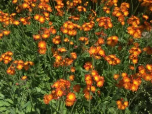 Orange colored lowers with green leaves know as The Devils paintbrush.