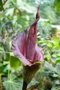 Close up of a purple flowering Devils Tongue against a blurred background.