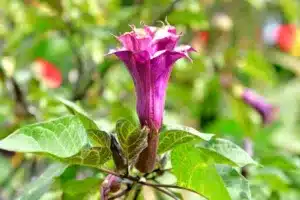 Purple Queens Devils Trumpet flower against a blurred background.