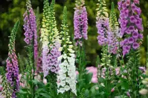 Colorful foxgloves in purple and white with a blurred background.