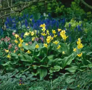 Yellow Fawn Lillies in a lush green garden