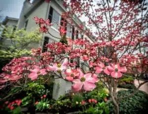 A pinkish white flowering Dogwood tree with a blurred house in the background.