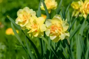 Yellow double daffodil Tahiti blooms in the garden. 