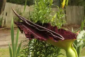 Horizontal shot of Dragon Arum (Dracunculus vulgaris or Dragon Lily) on garden background