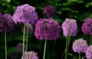 Purple Giant Onion blooming, Field of Allium ornamental onion. 