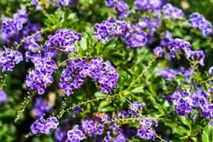 Bright purple flowers against a blurred background of green leaves.