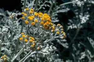 Flowering Dusty miller plant.