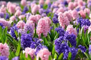 Flowerbed with colorful hyacinths, traditional spring flower, Easter flower, Easter background, floral background