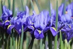 Image of blue iris flowers growing in spring garden border 