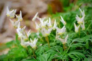 Close up of Dutchman's breeches, Dicentra cucullaria, on forest floor.