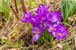 Purple crocus flower, growing from a green flower garden. The bright purple flower has small long leaves on the stem. The flower petals are soft, bright and silky.