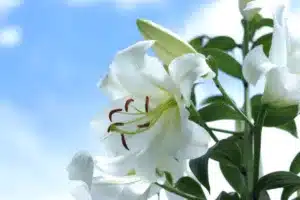 White Madonna Lily. Lilium Candidum flower on blue sky background.